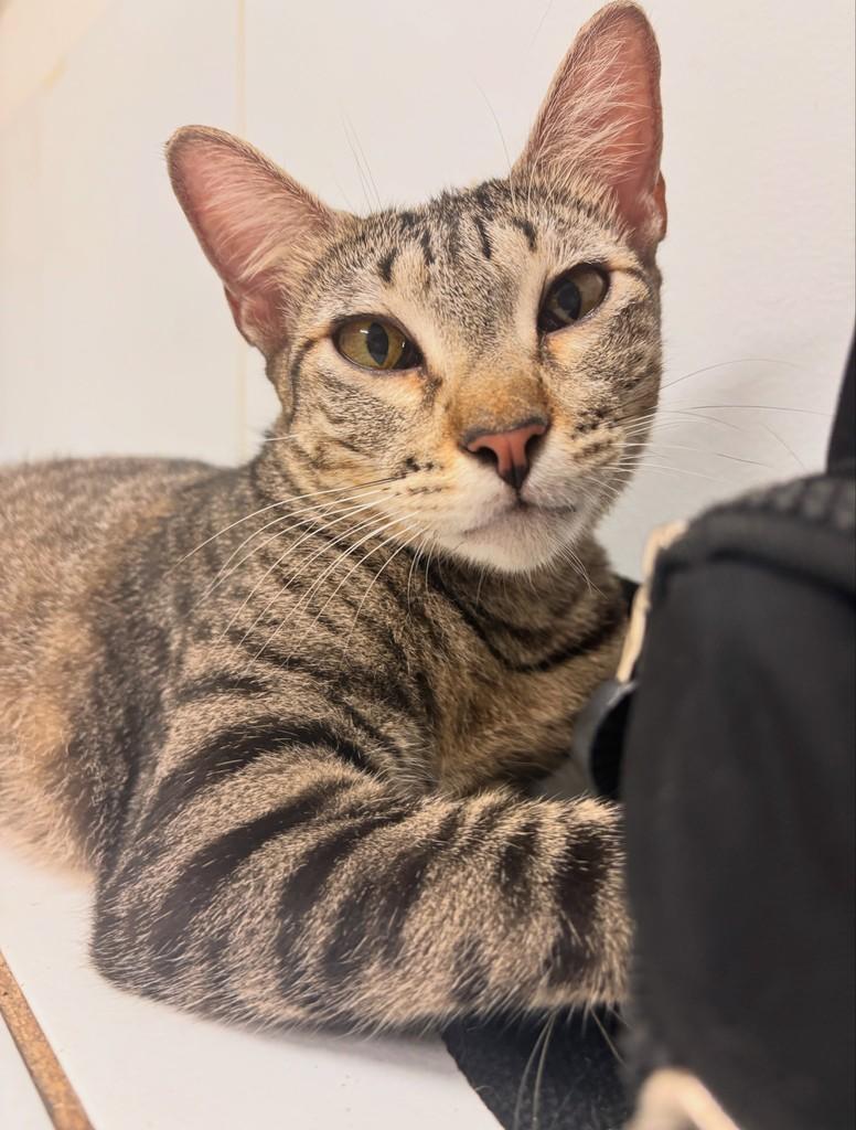 Linda, gata de porte pequeno para adoção em João Pessoa - PB