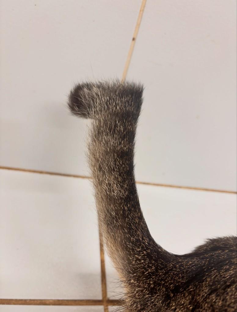 Linda, gata de porte pequeno para adoção em João Pessoa - PB — foto 2 de 2
