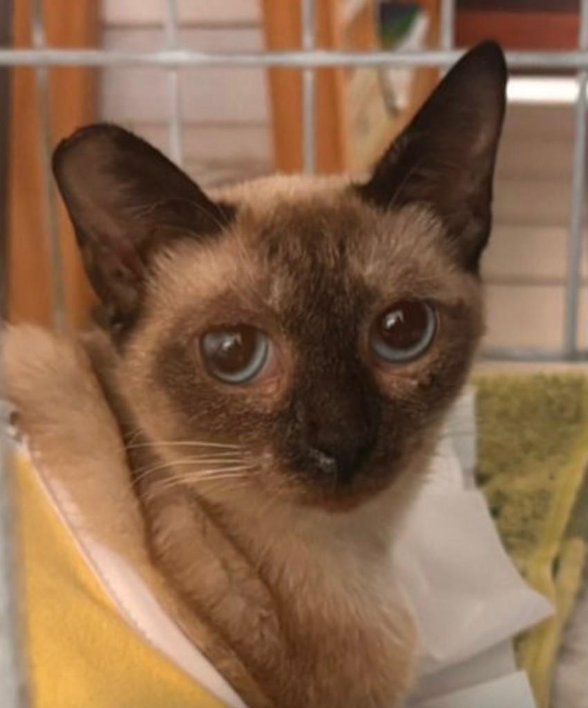 Galáxia, gato de porte pequeno para adoção em João Pessoa - PB