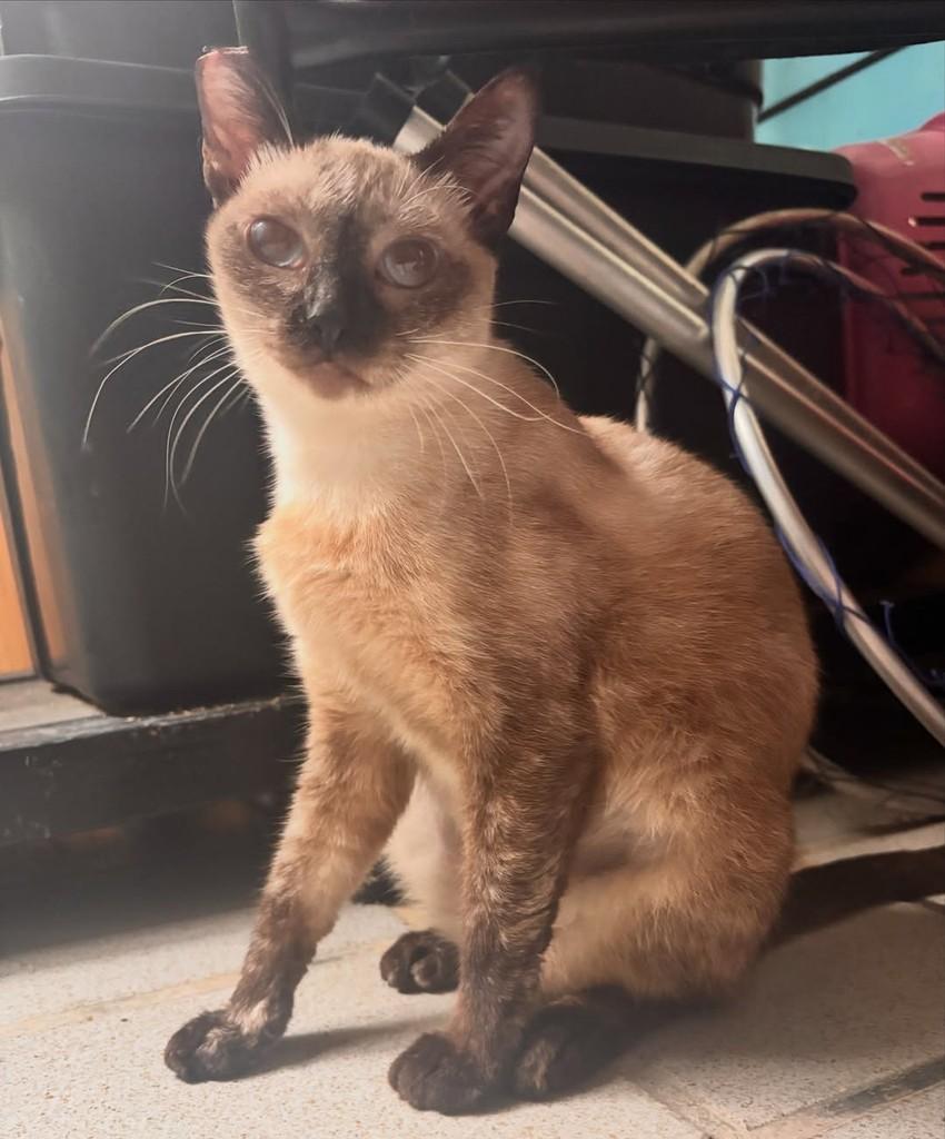 Galáxia, gato de porte pequeno para adoção em João Pessoa - PB — foto 2 de 3