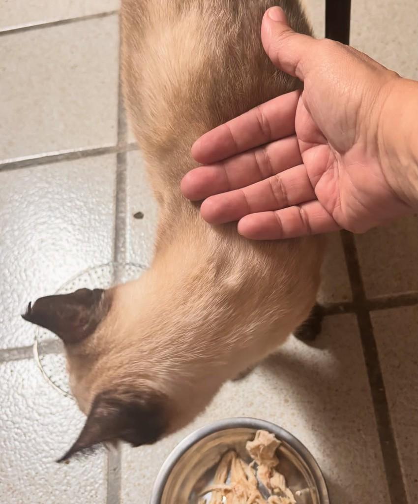 Galáxia, gato de porte pequeno para adoção em João Pessoa - PB — foto 3 de 3