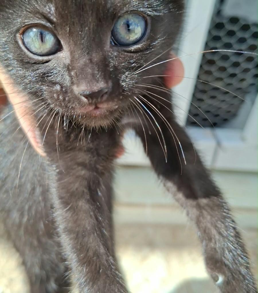 Pixoxotinho, gato de porte pequeno para adoção em João Pessoa - PB