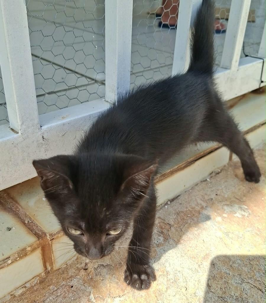 Pixoxotinho, gato de porte pequeno para adoção em João Pessoa - PB — foto 2 de 2