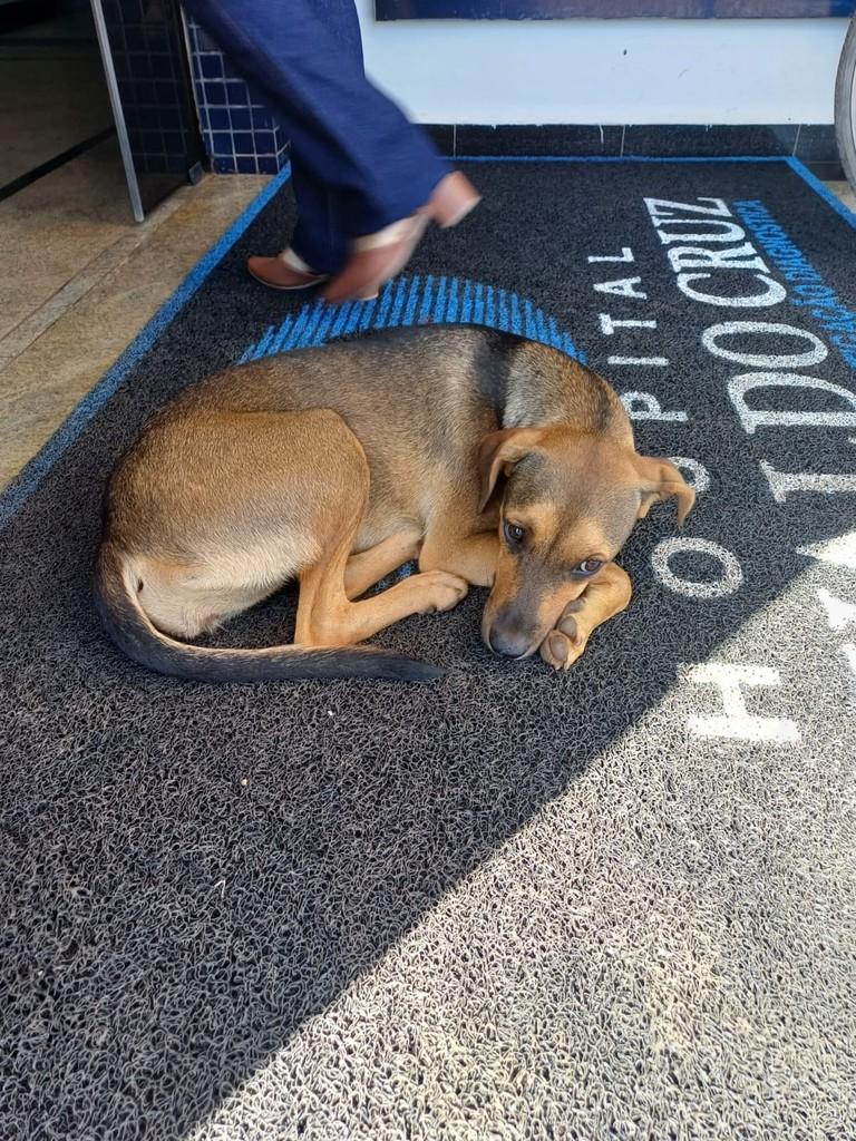 Cachorrinha, cadela de porte pequeno para adoção em Palmas - TO