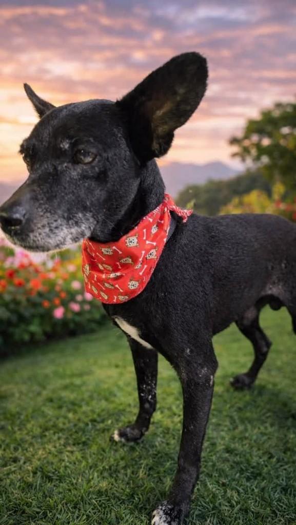 Chokito, cachorro de porte médio para adoção em Três Coroas - RS