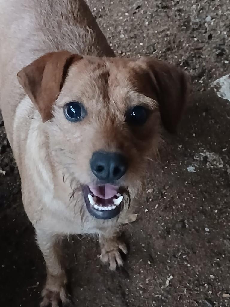 Cotonete, cachorro de porte pequeno para adoção em Três Coroas - RS