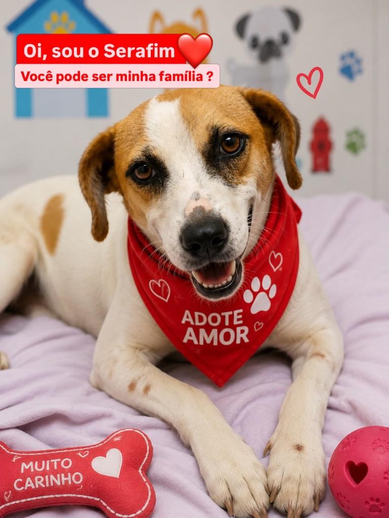Serafim, cachorro de porte pequeno para adoção em Extremoz - RN