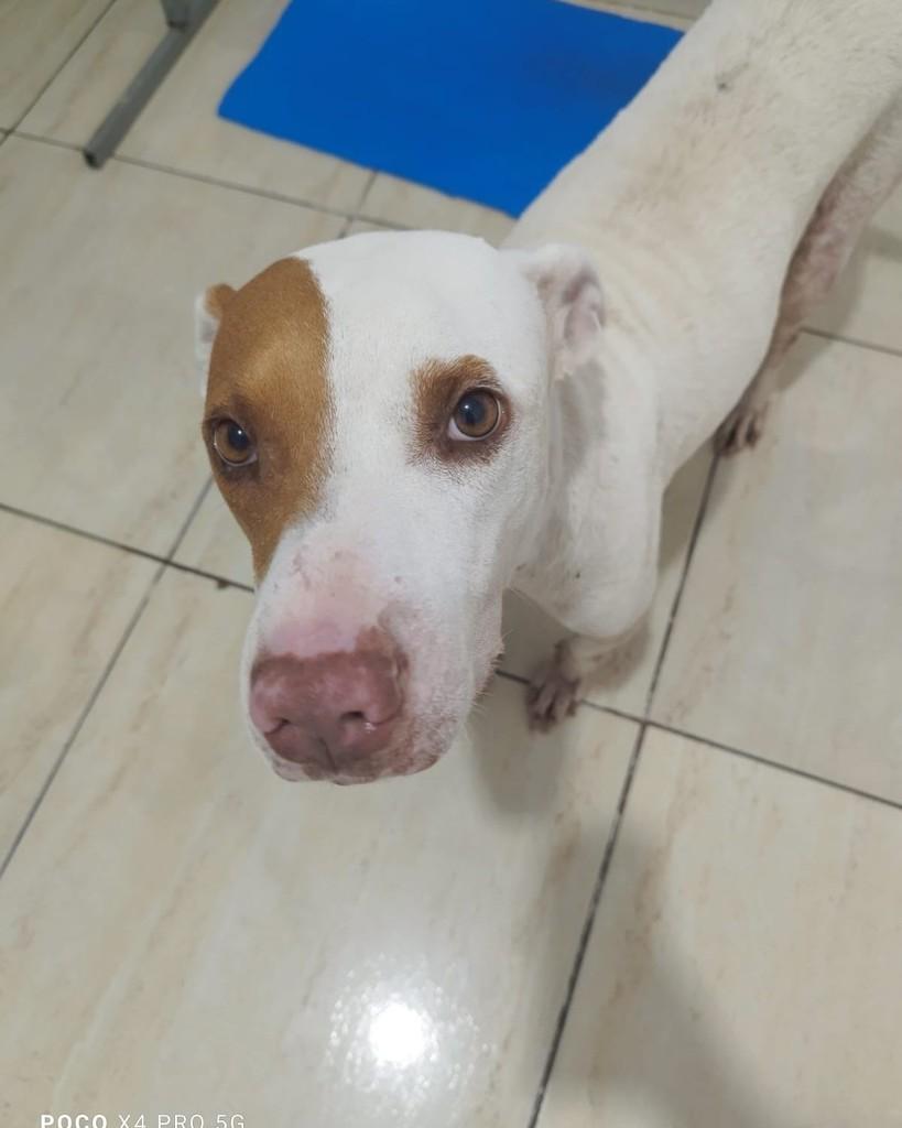 Linda Menina, cadela de porte médio para adoção em Rio das Ostras - RJ