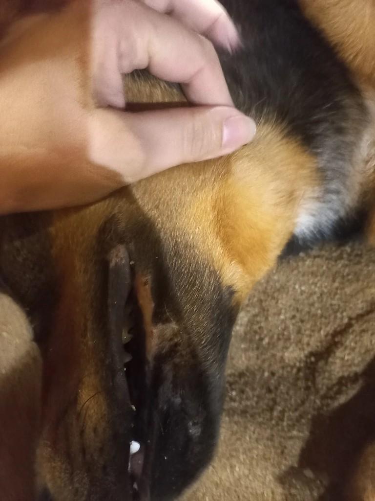 Malhado, cachorro de porte pequeno para adoção em Rio das Ostras - RJ