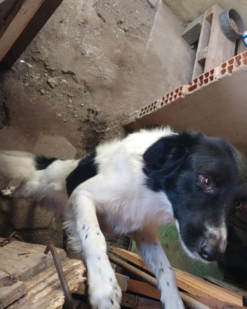 Bolt, cachorro de porte grande para adoção em Rio das Ostras - RJ