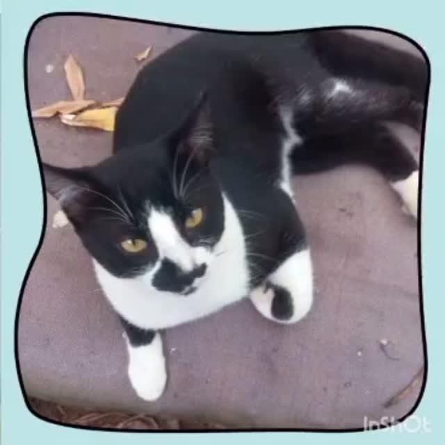 Frajola, gato de porte pequeno para adoção em Rio das Ostras - RJ
