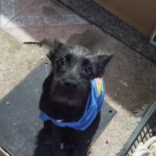 Dug, cachorro de porte médio para adoção em Rio das Ostras - RJ