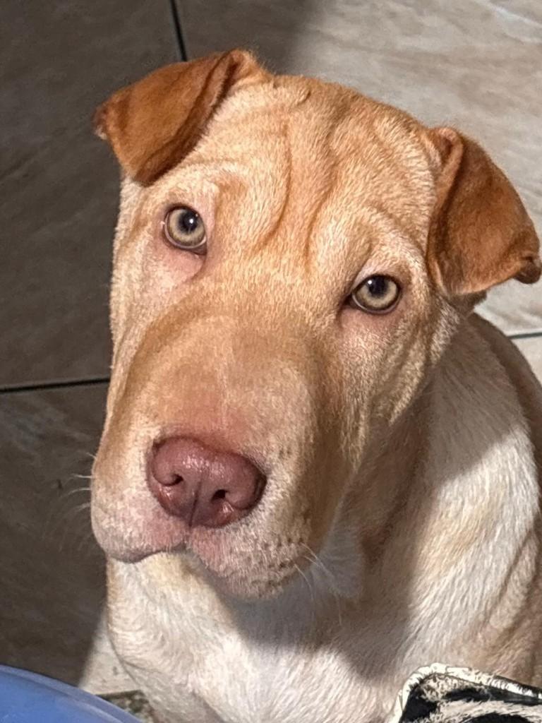 Yumee, cadela de porte grande para adoção em Rio das Ostras - RJ