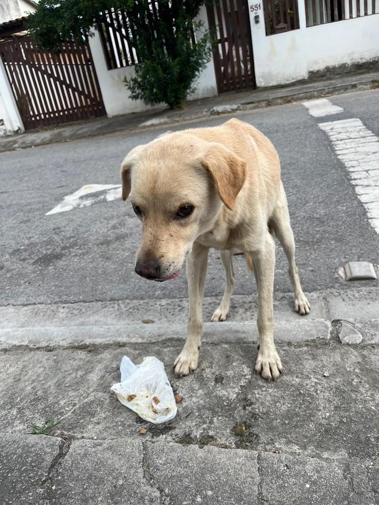 Anjinho, cachorro de porte médio para adoção em Rio das Ostras - RJ
