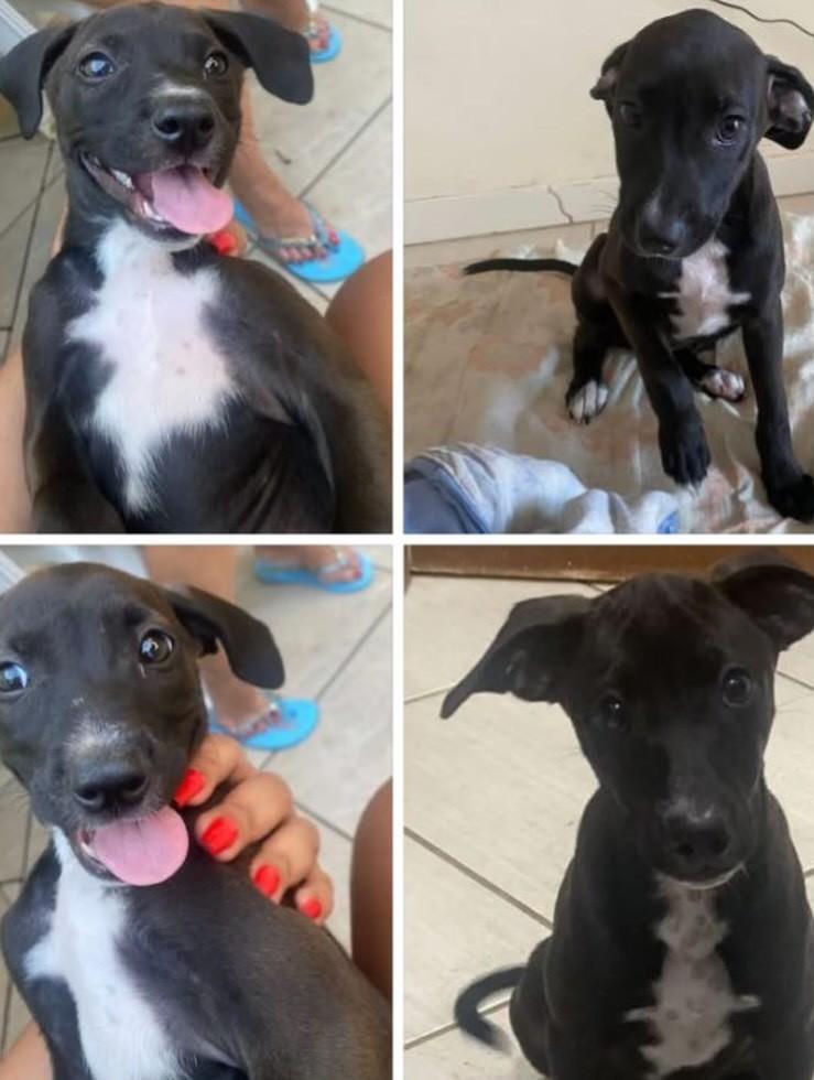 Helena, cadela de porte médio para adoção em Rio das Ostras - RJ — foto 5 de 7