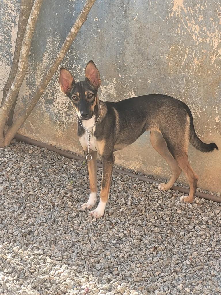 Maya, cadela de porte pequeno para adoção em Rio das Ostras - RJ