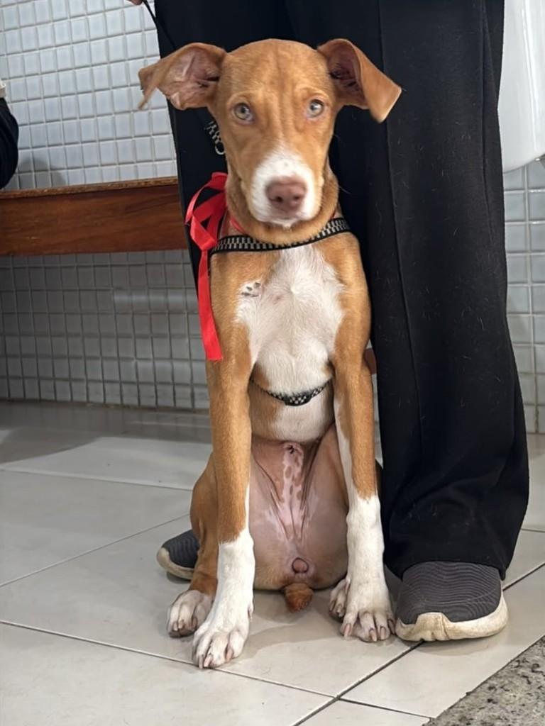 Dalila, cadela de porte médio para adoção em Macaé - RJ