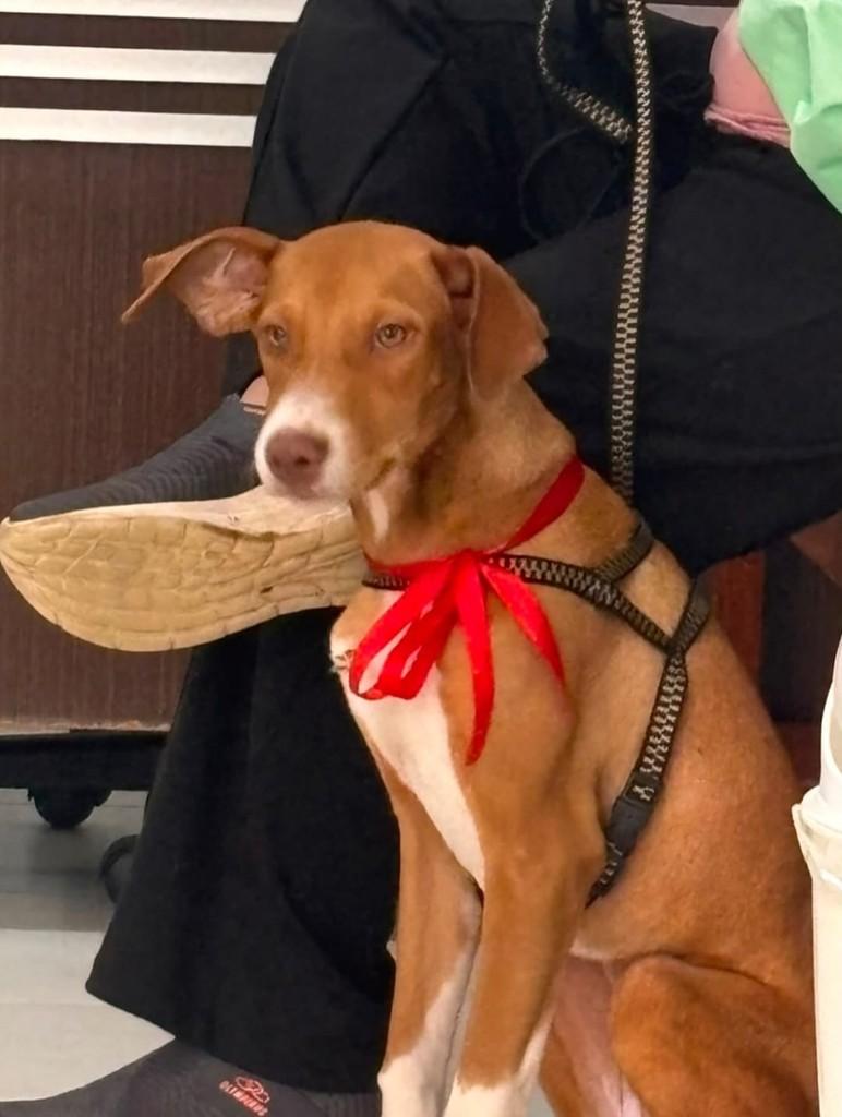 Dalila, cadela de porte médio para adoção em Macaé - RJ — foto 2 de 2
