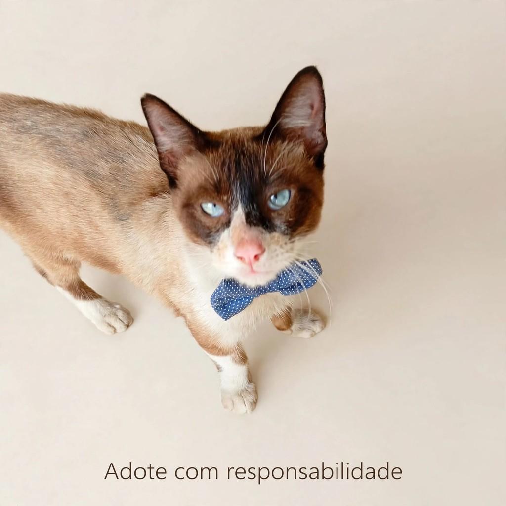 GilsonJardimProtetor, gato de porte pequeno para adoção em Rio das Ostras - RJ