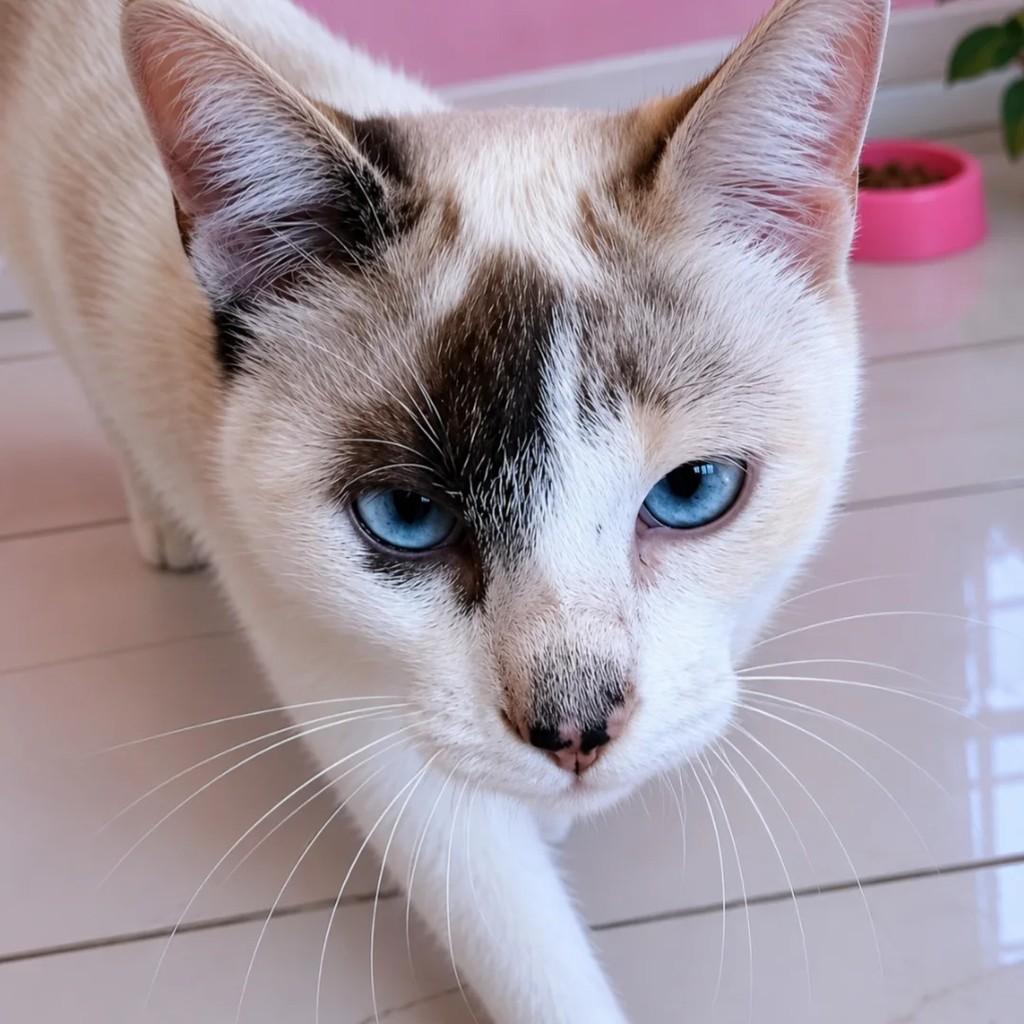 Felicia, gato de porte pequeno para adoção em Osasco - SP