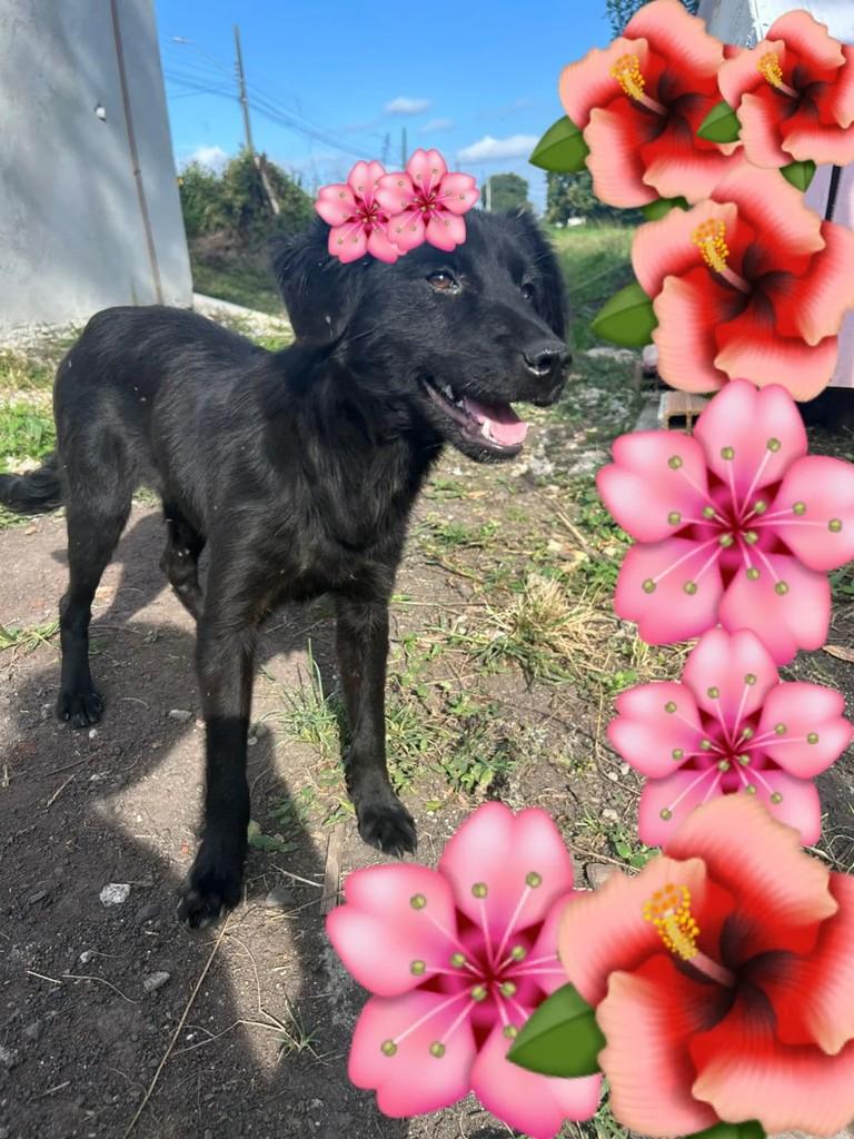 Princesa, cachorro de porte pequeno para adoção em Três Barras - SC