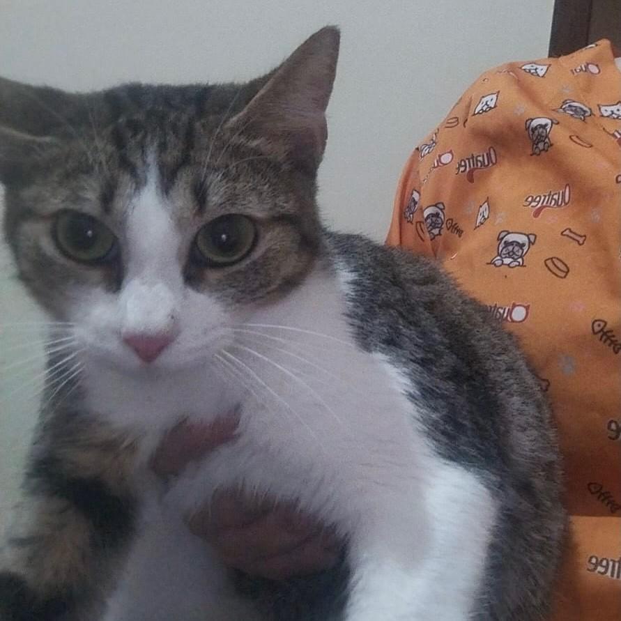 Bart, gato de porte pequeno para adoção em Belo Horizonte - MG