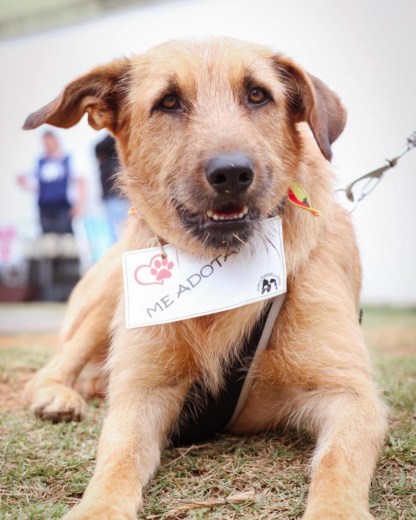 Fiapo, cachorro de porte médio para adoção em Belo Horizonte - MG