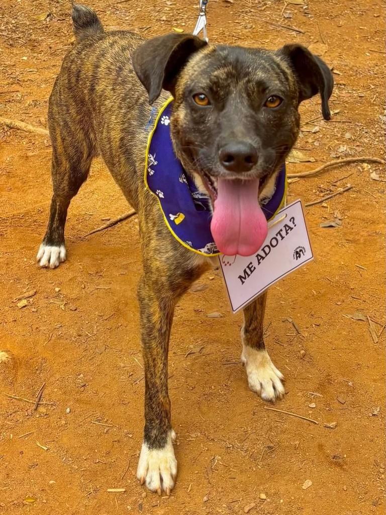 Tigrinho, cachorro de porte médio para adoção em Belo Horizonte - MG