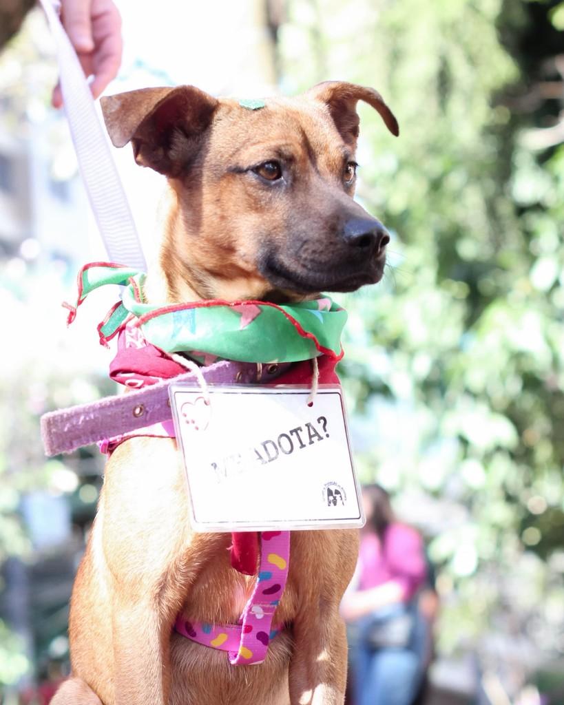 Sashimi, cachorro de porte pequeno para adoção em Belo Horizonte - MG