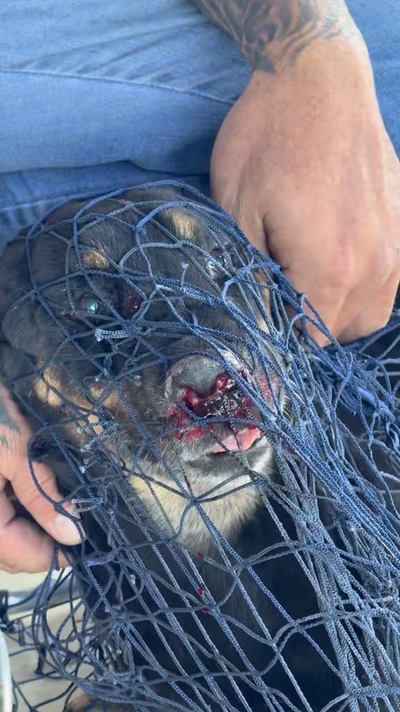 Pretão, cachorro de porte grande para adoção em Belo Horizonte - MG