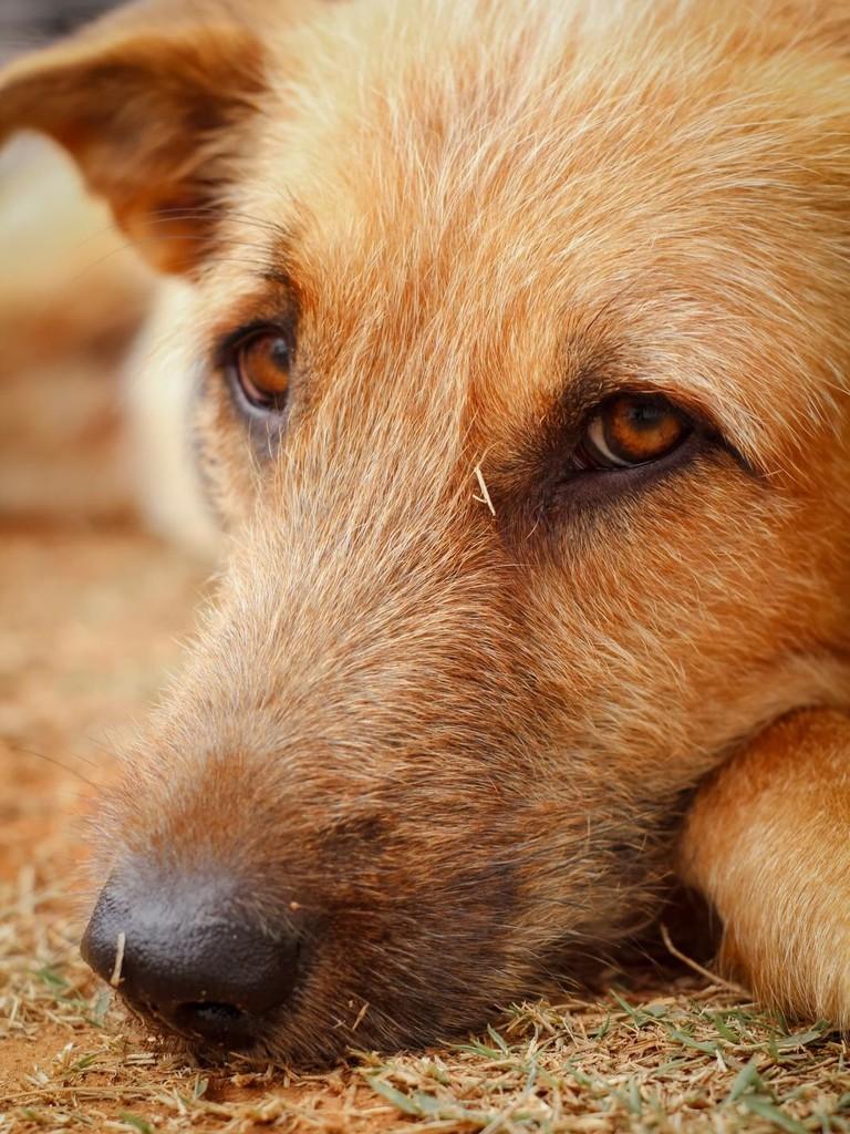 Fiapão, cachorro de porte médio para adoção em Belo Horizonte - MG