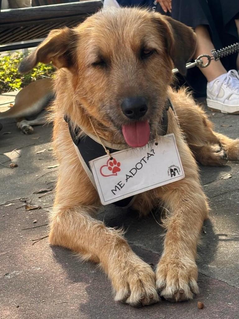 Fiapão, cachorro de porte médio para adoção em Belo Horizonte - MG — foto 2 de 2