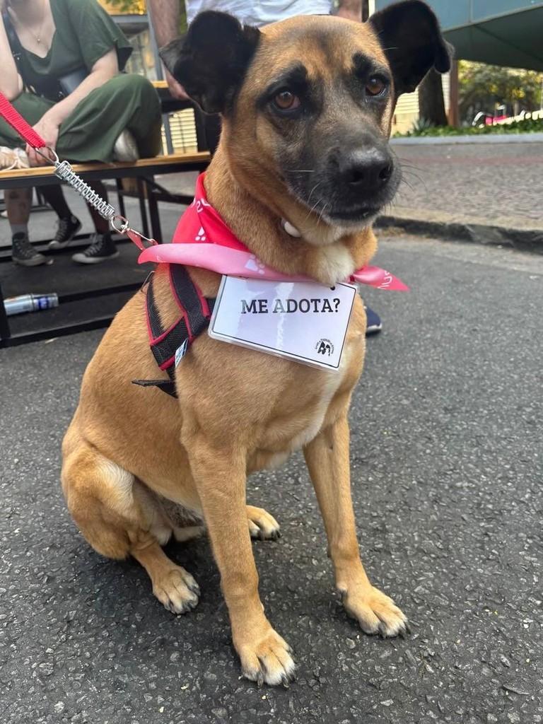 Tonho, cachorro de porte médio para adoção em Belo Horizonte - MG