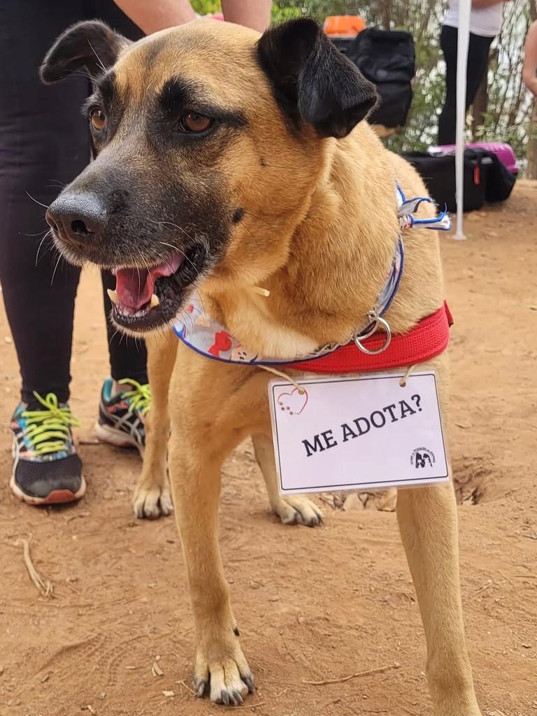 Tonho, cachorro de porte médio para adoção em Belo Horizonte - MG — foto 2 de 2