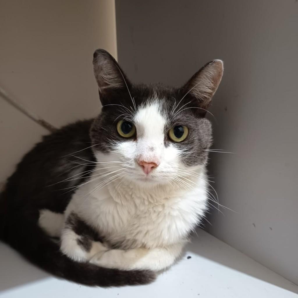 Coelho, gato de porte pequeno para adoção em Belo Horizonte - MG