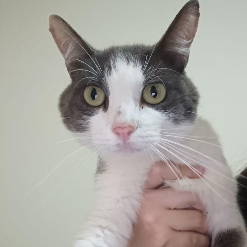 Coelho, gato de porte pequeno para adoção em Belo Horizonte - MG — foto 2 de 3
