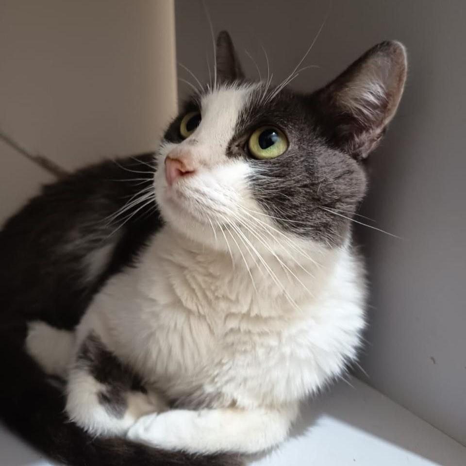 Coelho, gato de porte pequeno para adoção em Belo Horizonte - MG — foto 3 de 3