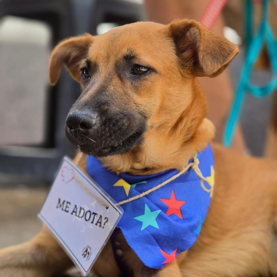Juliano, cachorro de porte pequeno para adoção em Belo Horizonte - MG