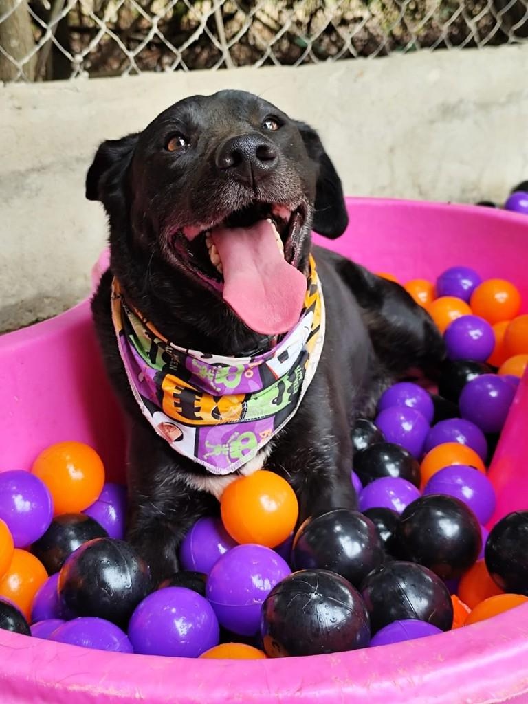 Nero, cachorro de porte médio para adoção em Belo Horizonte - MG