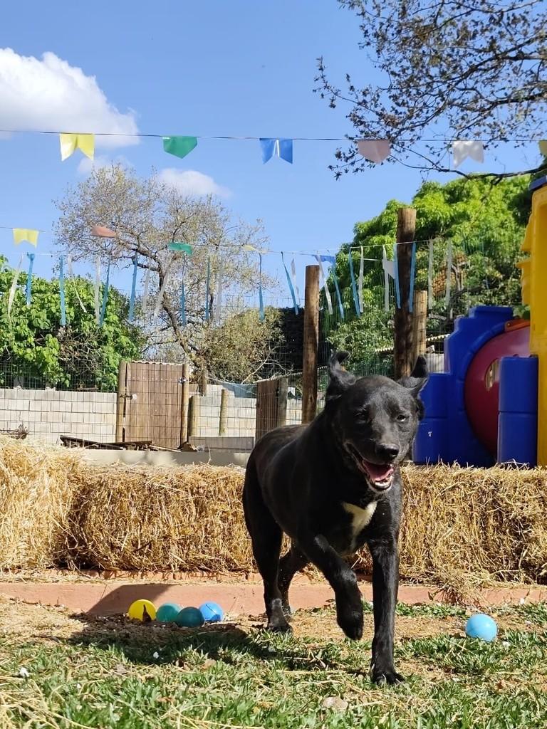 Nero, cachorro de porte médio para adoção em Belo Horizonte - MG — foto 2 de 2