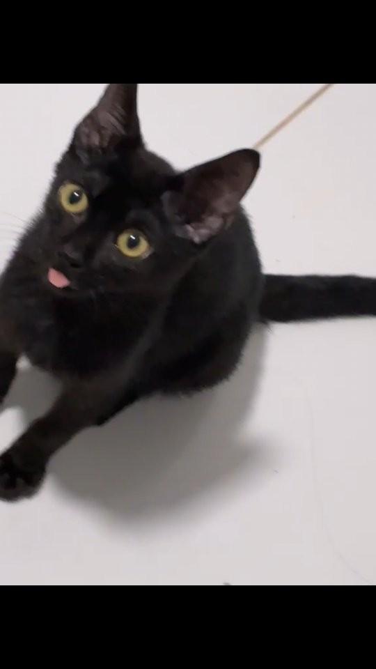 Mochi, gato de porte pequeno para adoção em Limeira - SP