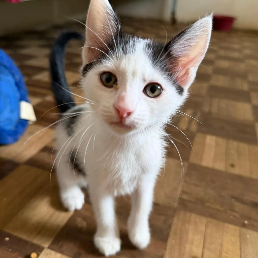 Nami, gato de porte pequeno para adoção em Limeira - SP