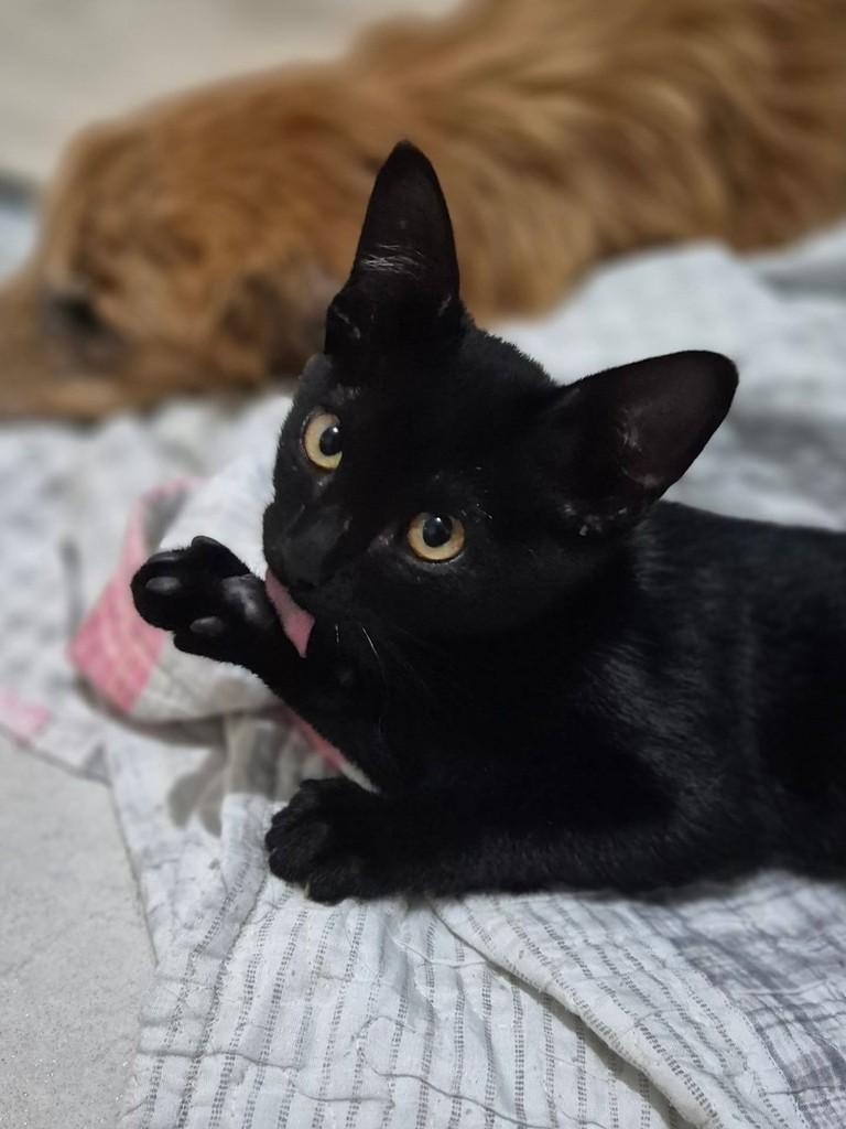 Derek, gato de porte pequeno para adoção em Limeira - SP