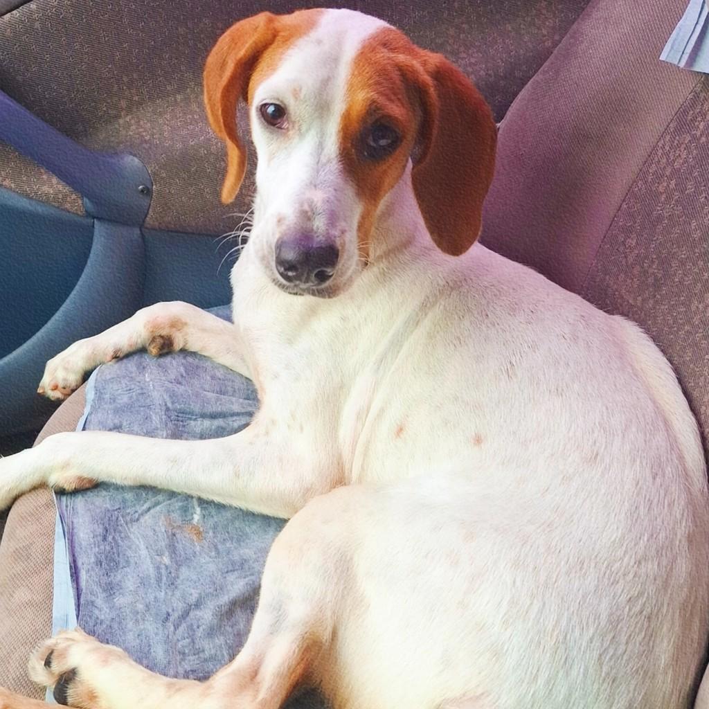 Judy, cachorro de porte médio para adoção em Limeira - SP