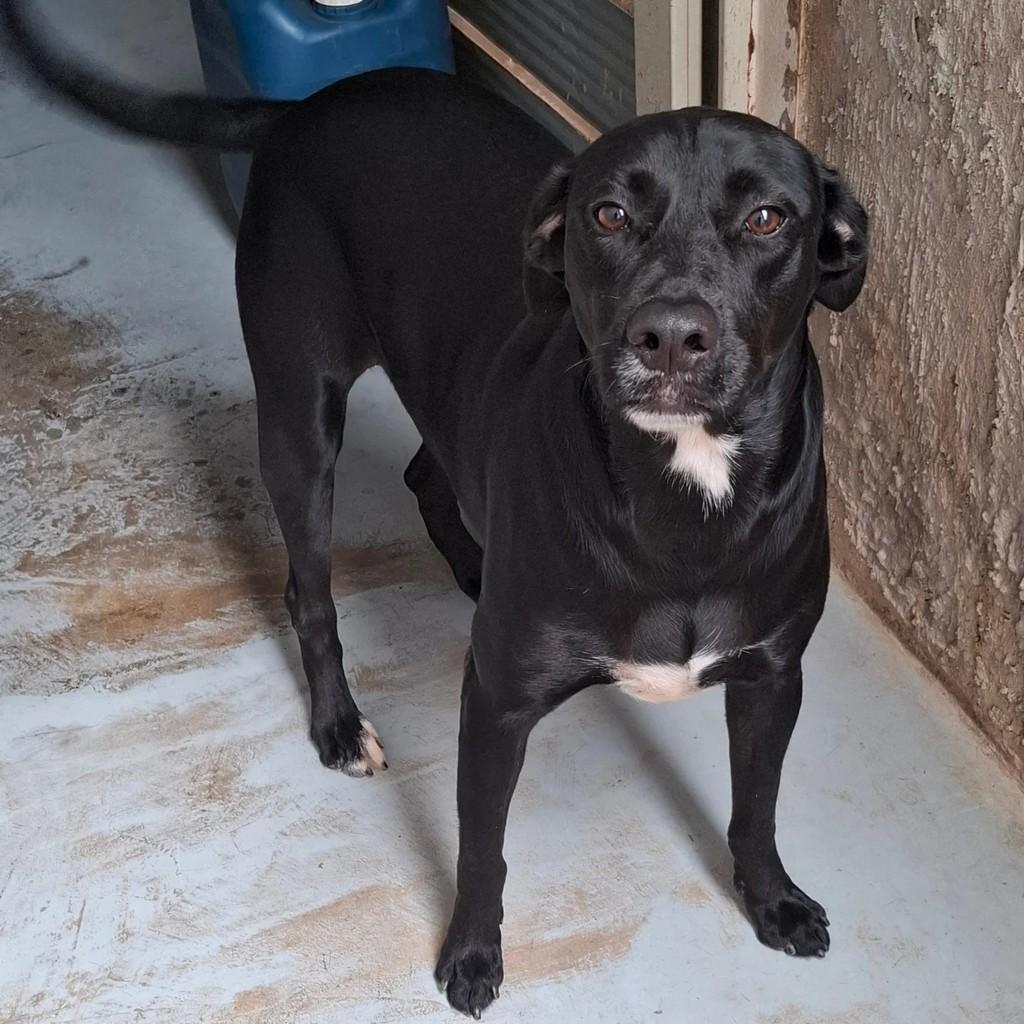Assis, cachorro de porte médio para adoção em Assis - SP