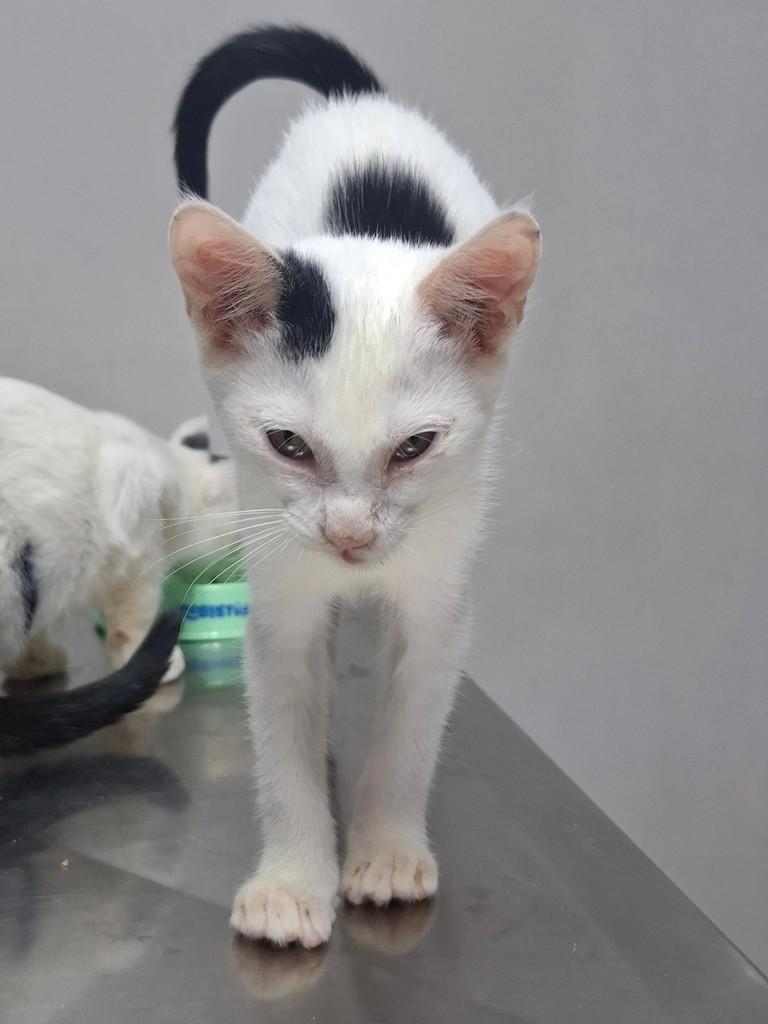 Sanji, gato para adoção em Limeira - SP