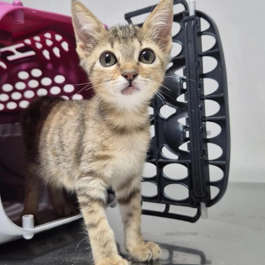 Willykit, gata de porte pequeno para adoção em Limeira - SP