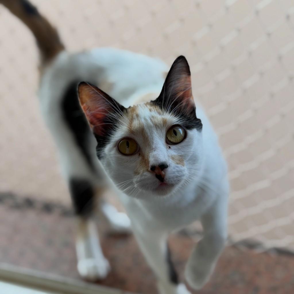 Missy, gata de porte pequeno para adoção em Limeira - SP