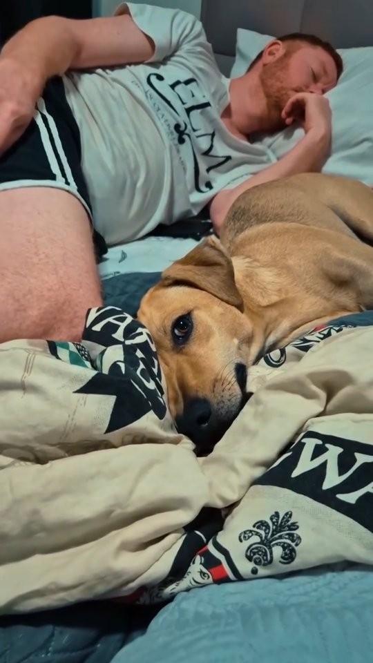 Beethoven, cachorro de porte médio para adoção em Limeira - SP