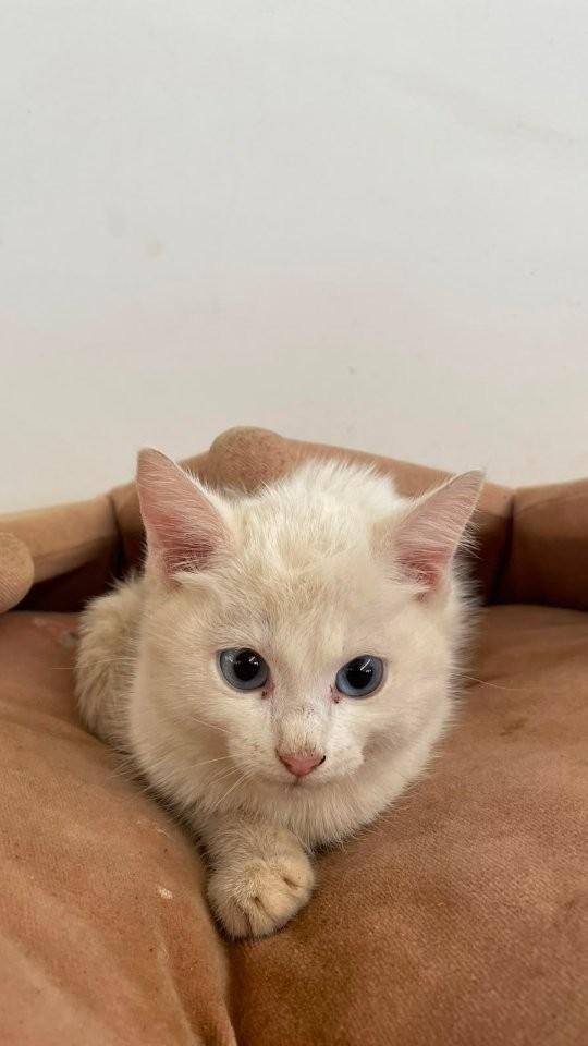 Nelly, gata de porte pequeno para adoção em Limeira - SP
